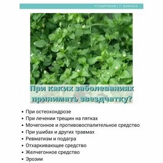Мокрица настой