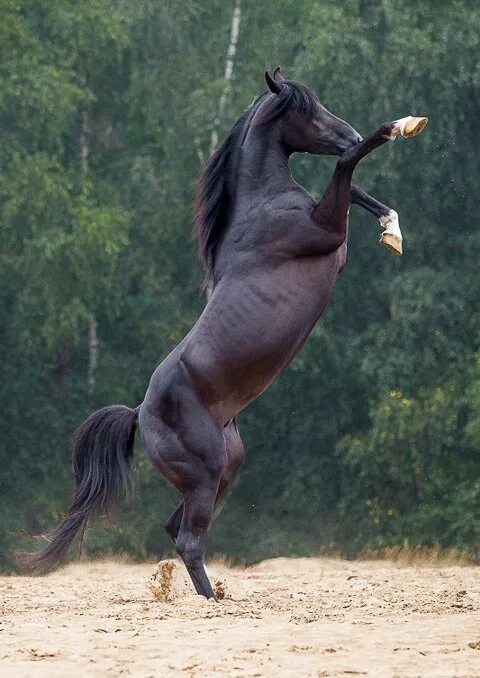 Мустанг-иноходец. Лошадь арабский скакун мустанг. Лошадь мустанг оствинд. Мустанг конь. Стоит на дыбах.