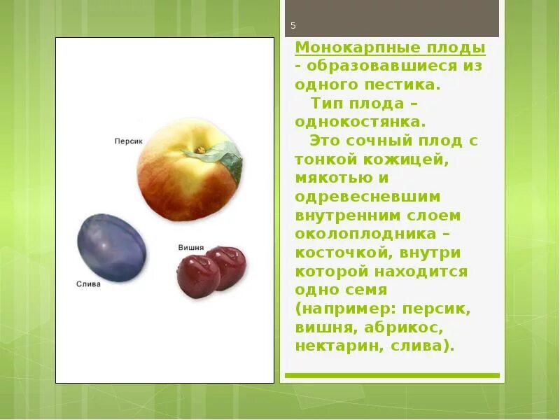 Почему плоды образуются. Типы апокарпных плодов. Тип плода монокарпный. Типы псевдомонокарпных плодов. Типы сочных плодов.