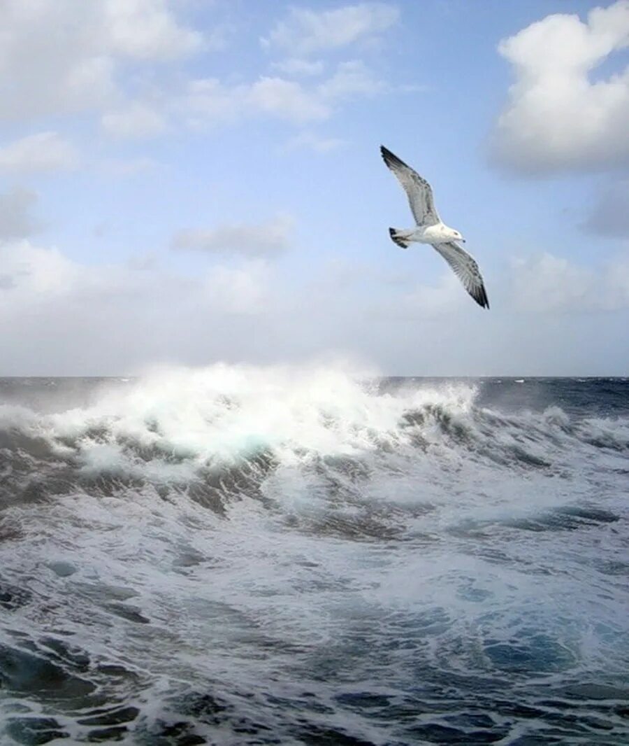 Буревестник над морем. Море, Чайки. Бушующее море. Море шторм Чайки. Море вернулась слушать