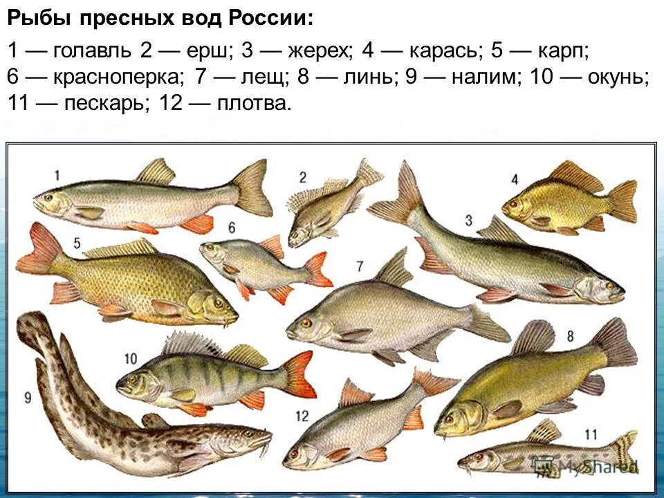 Какие виды рыб обитают. Пресноводные рыбы. рыбы пресноводных водоемов. пресноводные рыбы россии. рыбы в пресной воде.