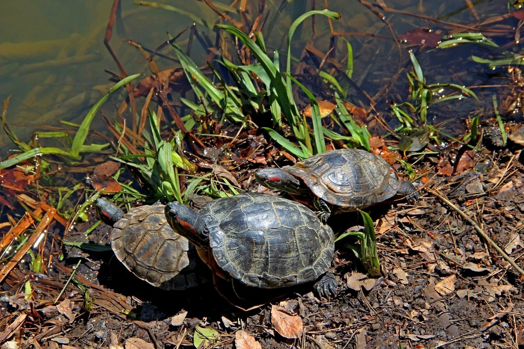 Черепахи в озерах. Черепашье озеро Крым. Черепашьи озера Сосновское. Черепашье озеро Тбилиси. Черепашье озеро Тбилиси черепахи.