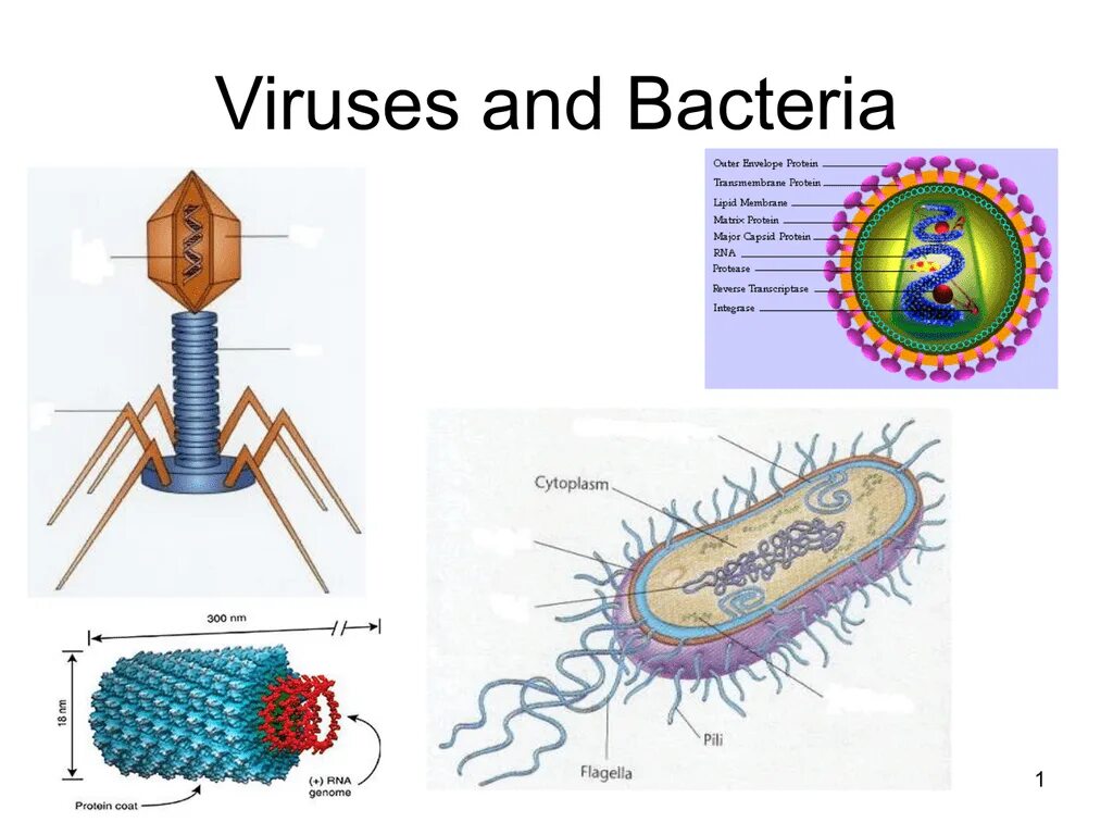 What is the virus