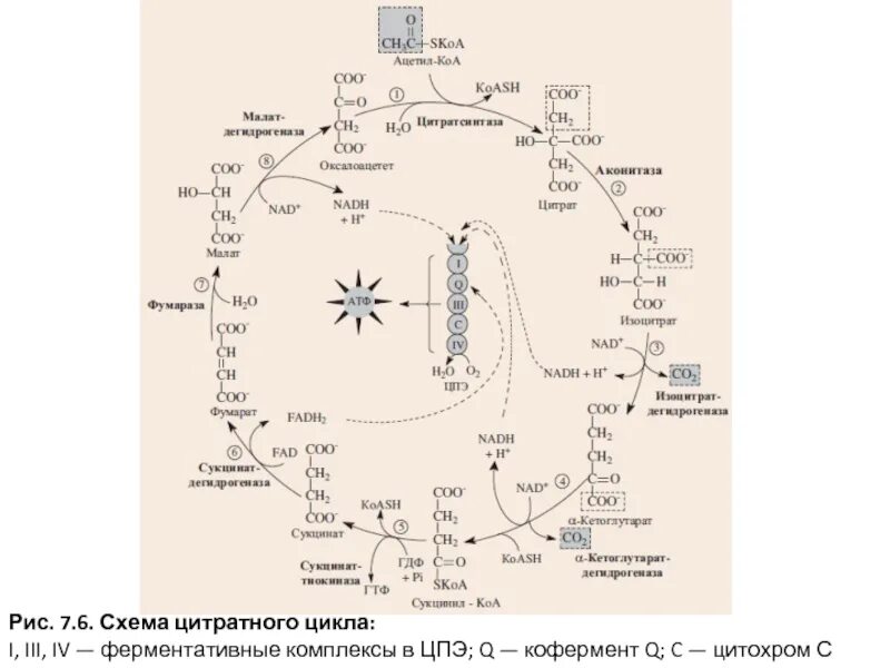 Схема цитратного цикла биохимия. Общая схема цитратного цикла. Цитратный цикл реакции. Цитратный цикл Кребса. Цитратный цикл