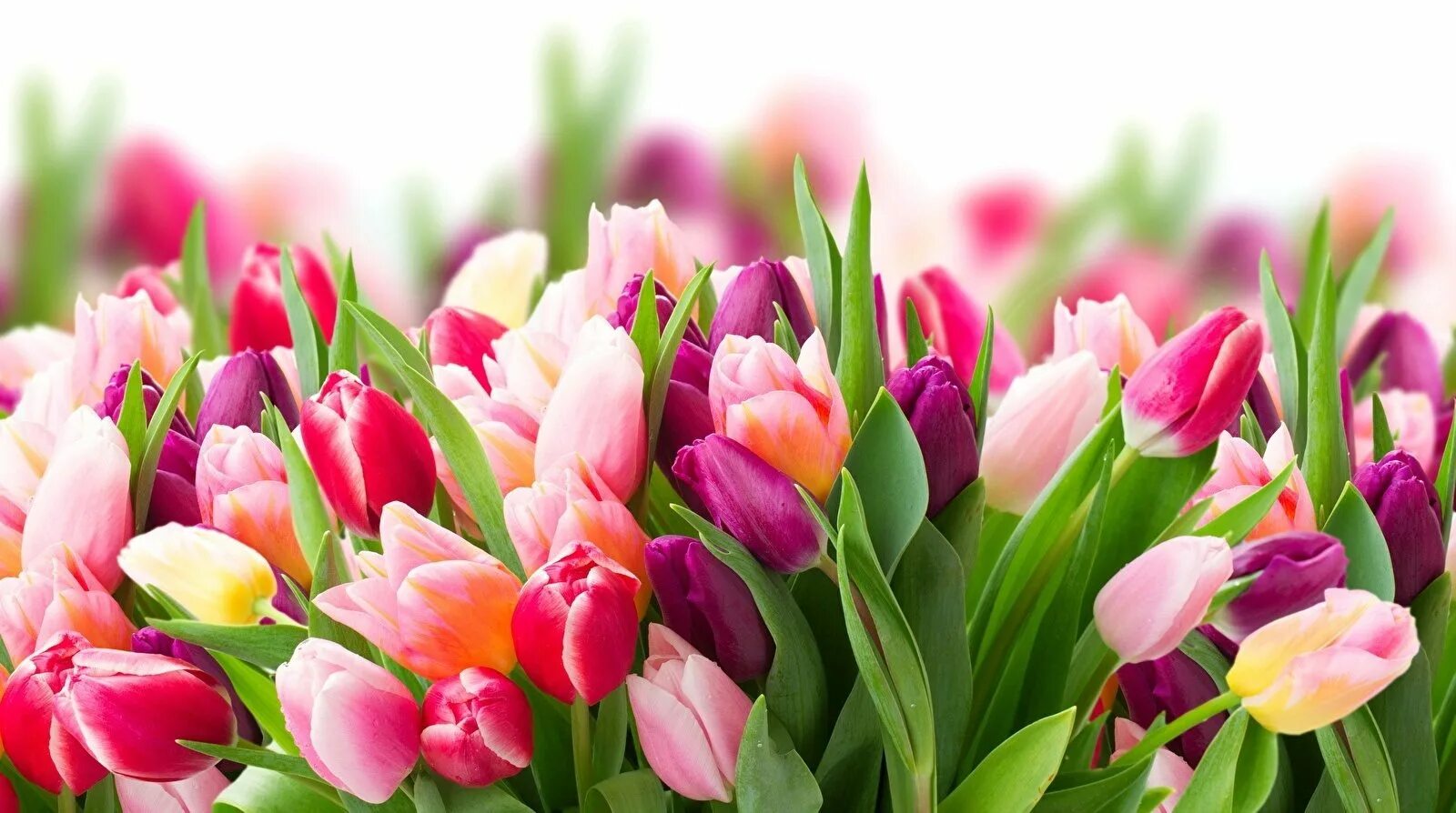 Дорогие милые дамы. Цветы тюльпаны. Красивые тюльпаны. Весенние тюльпаны. Букет тюльпанов.
