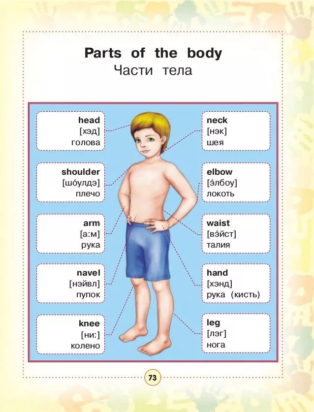 Как будет язык человека на английском. Части тела на английском для детей. Анатомия название частей тела. Части тела с транскрипцией на английском языке. Описание тела на английском.