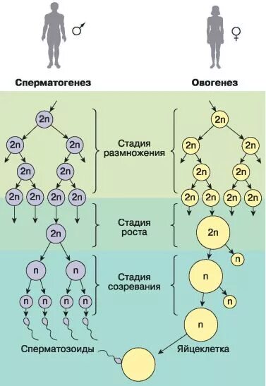 Образование женских половых клеток происходит. Схема процесса сперматогенеза. Фазы гаметогенеза схема. Образование половых клеток сперматогенез овогенез. Схема процессов сперматогенеза и овогенеза.