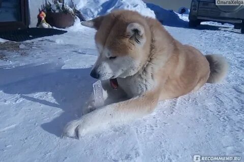 Верный охрана