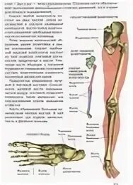 Строение конечностей человека. Скелет нижних конечностей. Кости скелета ноги. Нога человека биология. Самая крупная кость свободных конечностей