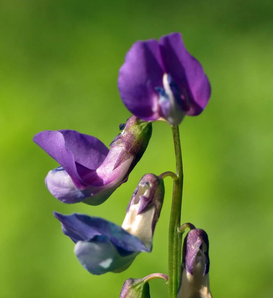 Чина Болотная Lathyrus palustris. Чина бобовые. Чина широколистная. Чина Танжерская усики.