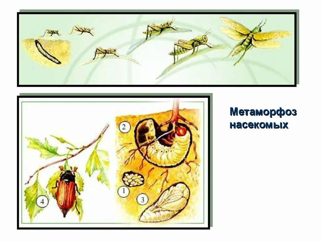 Превращение насекомых. Метаморфозы насекомых. Причины метаморфоз насекомых. Голометаболические насекомые. Метаморфоз 20