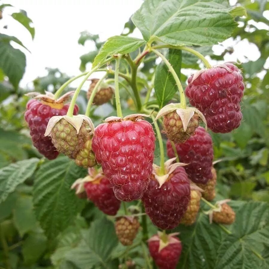 Малина ремонтантная полка. Малина ремонтантная евразия. Малина ремонтантная конек-горбунок. Малина ремонтантная описание сорта. Малина сорт геракл.