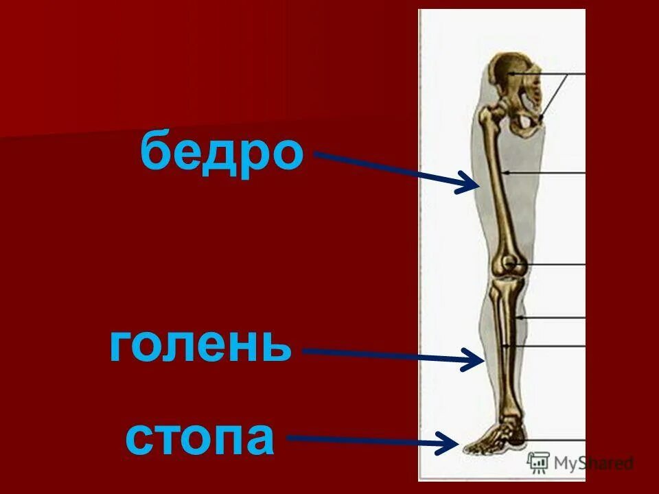 Бедра где находится