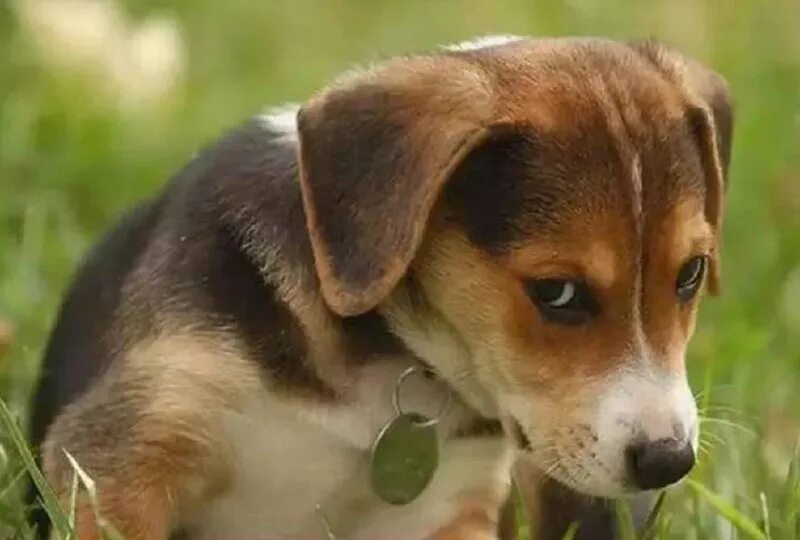 просить прощения цитаты. пожелания с прощенным воскресением православные. собака провинилась. провинившийся щенок. простите если обидела.