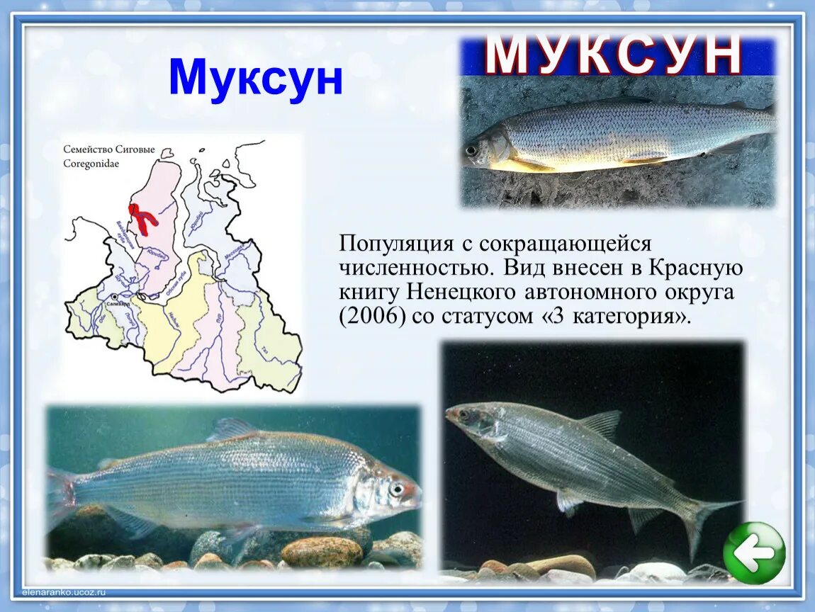 Муксун рыба фото описание где водится Муксун рыба: как выглядит муксун, ловля муксуна