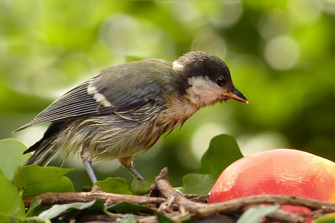 Full bird. Африканский Зяблик птенцы. Зяблик птица птенец. Зяблик синица.