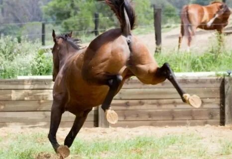 Un caballo lo dejó impotente y su mujer le ganó una demanda al Hipódromo po...