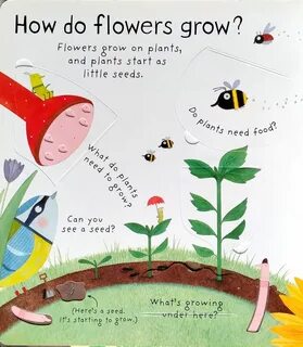 How plants grow