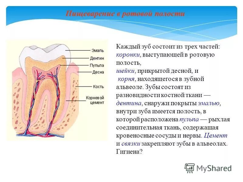 Какую работу выполняют зубы. Какую работу выполняют зубы