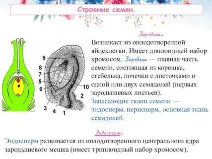 Хромосомный набор эндосперма яблони