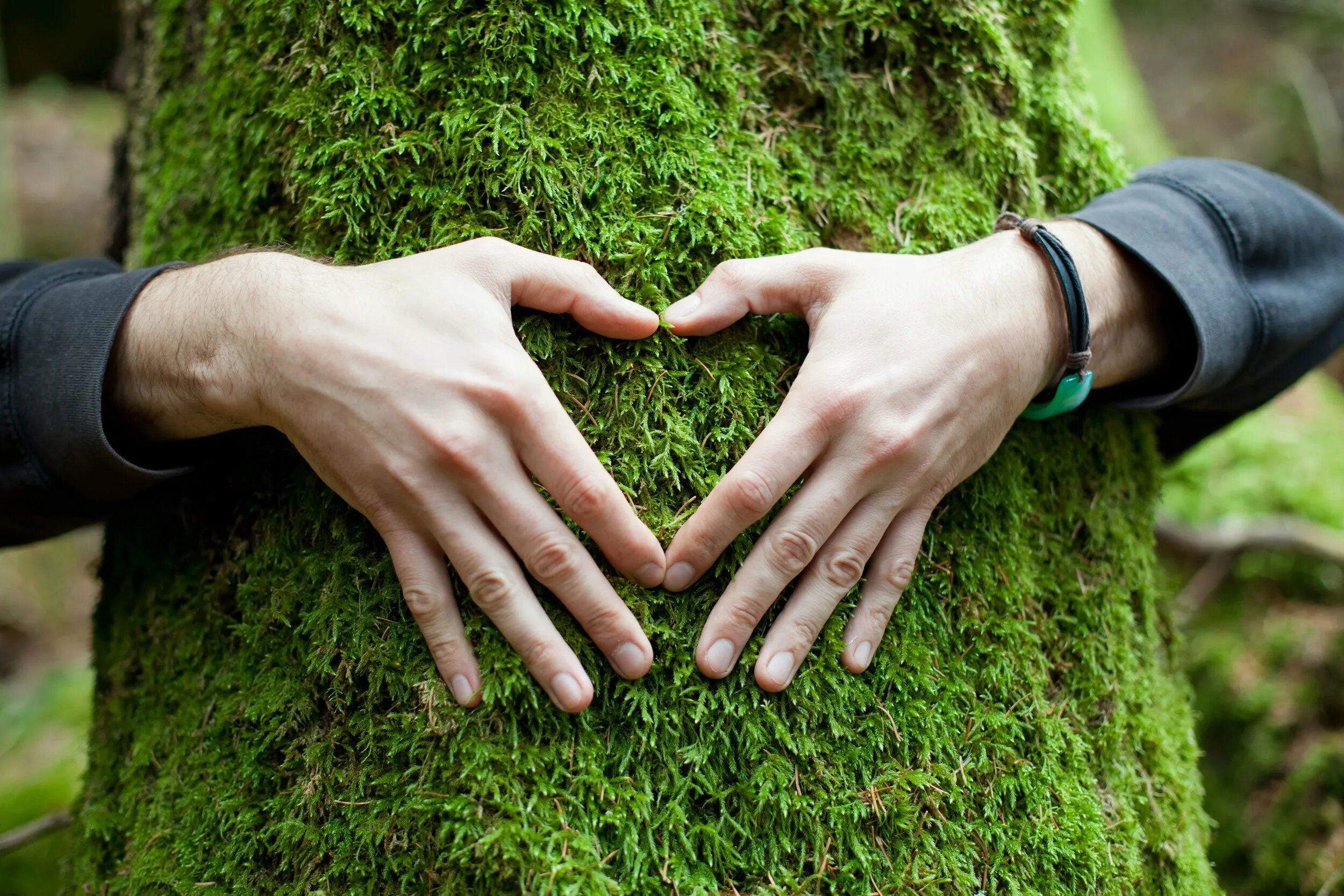 Человек и природа. Любовь к природе. Забота о природе. Дерево в руках. Как человек помогает лесу