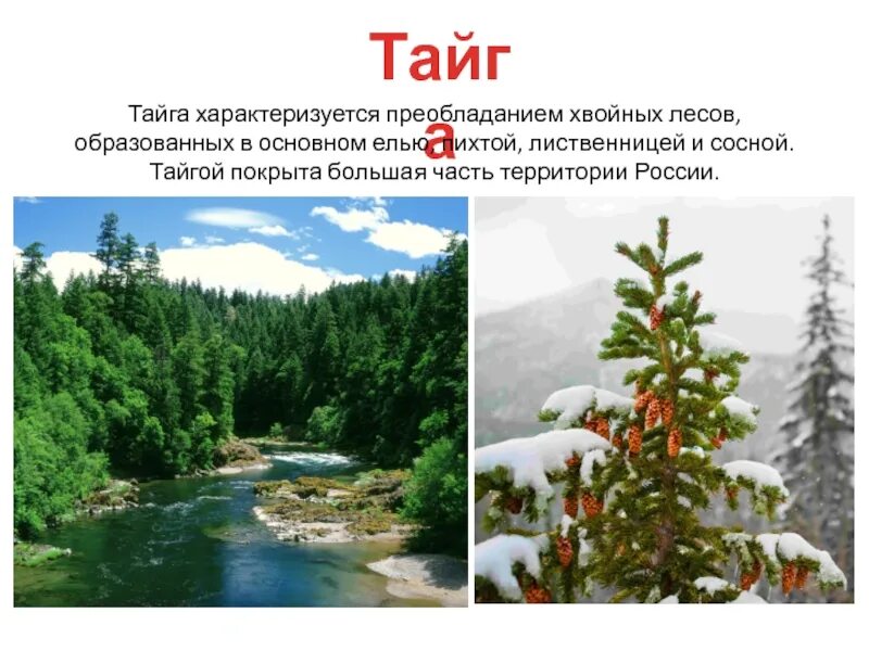 Климатические характеристики тайги