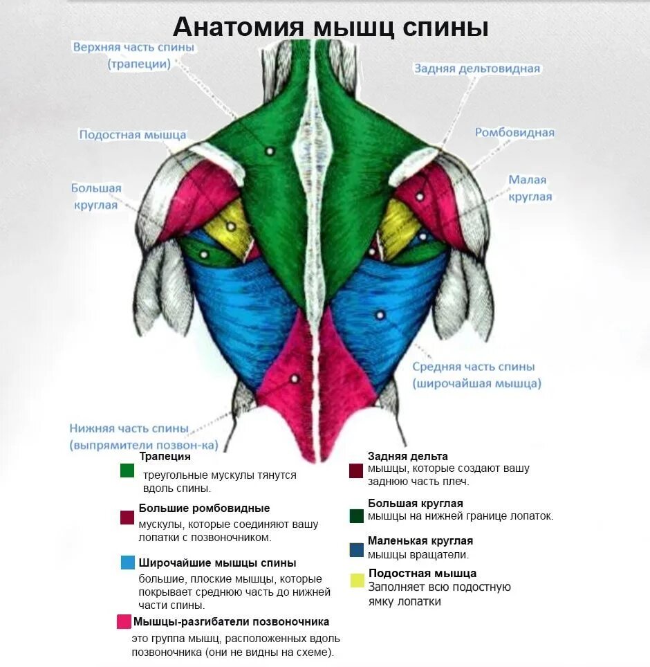 Мышцы спины 2 слой анатомия человека. Иннервация поверхностных мышц спины. Мышцы спины послойное расположение. Мышцы спины бодибилдинг анатомия. Части поясницы