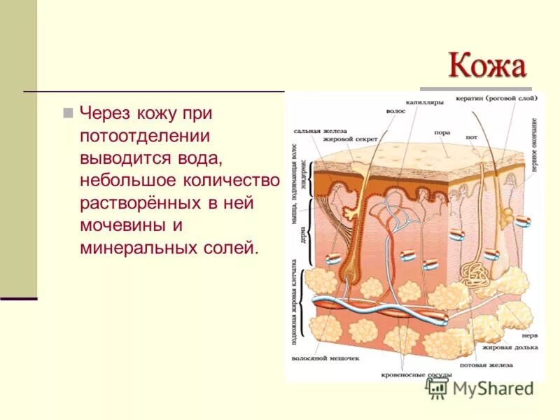 Слизь строение. Кожа выделительная система строение и функции. Строение кожи выделительной. Кожа важный орган выделительной системы. Кода выделительная системы.