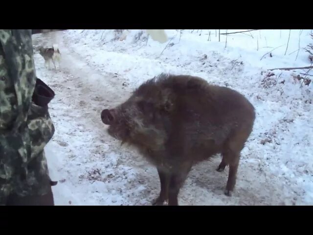 Можно яйца кабану песня. Кабан Васька. Цитаты про кабана.