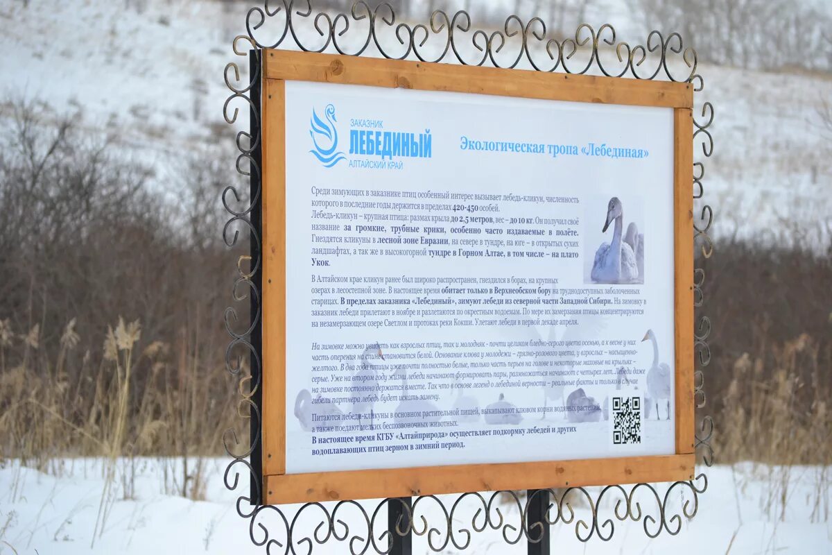 Заказник Лебединый - Рассказы о поездках и экскурсиях