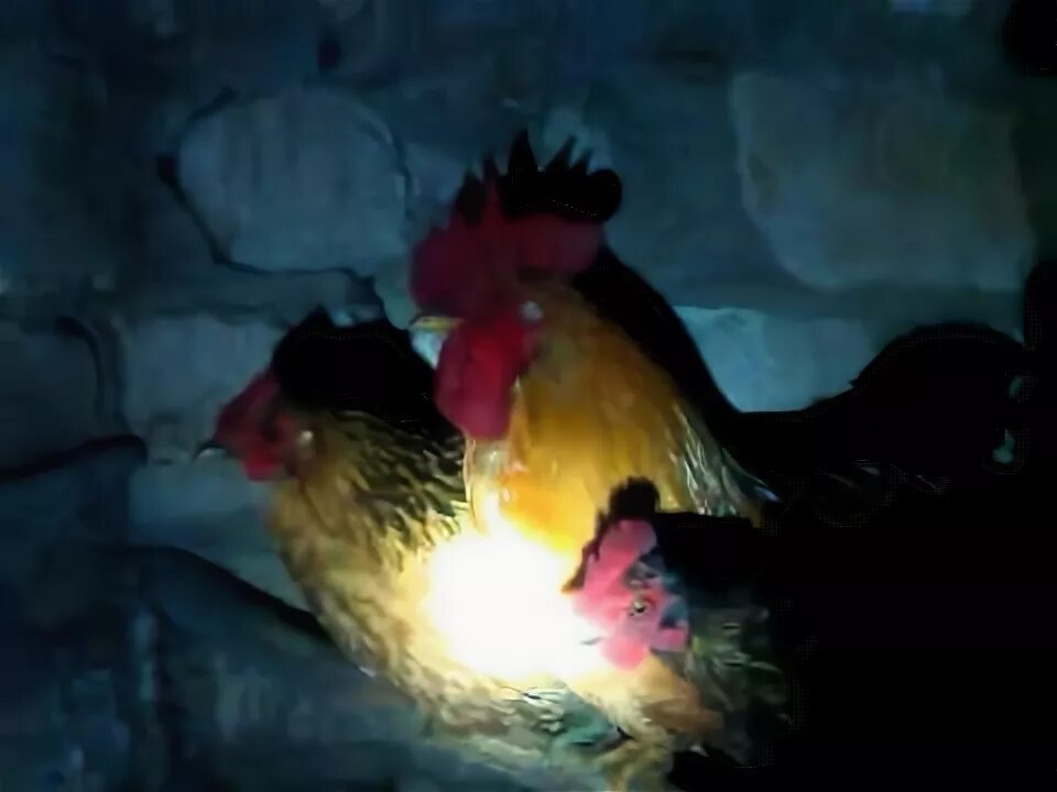 Выключать ли свет цыплятам на ночь. Ночная курица. Курятник ночью. Спокойной ночи курочки.