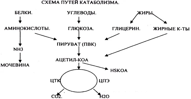 Распад him. Схема метаболизма и катаболизма. Схема катаболизма и анаболизма белков жиров углеводов. Катаболизм процессы схема. Метаболизм белков жиров углеводов схема.