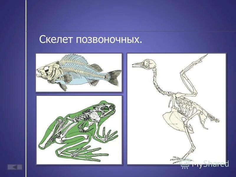 Опорно двигательная система класса млекопитающие. Позвоночные скелет. Внутренний скелет позвоночных. Скелет позвоночного животного. Строение скелета животных.