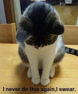 Котик извиняется