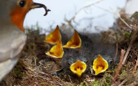 5 птенцов