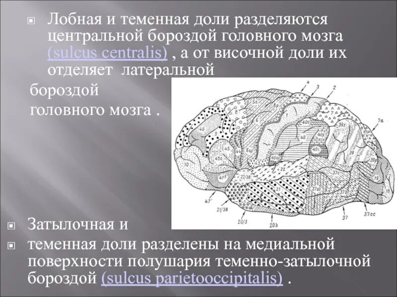 Пространство в лобных и теменных долей