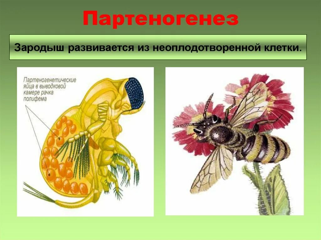 Размножается партеногенетически. Партеногенез и гиногенез. Партеногенетическое размножение. Партеногенез половое. Партеногенез у растений.