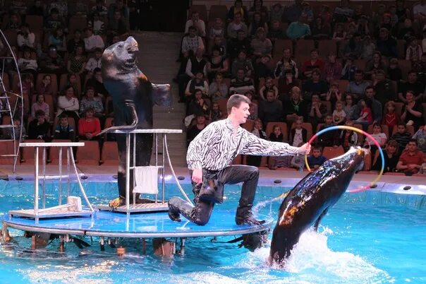 Цирк на воде. Водяной цирк. Цирк на воде животные. Цирк на воде представление. Купить билеты в цирк на воде