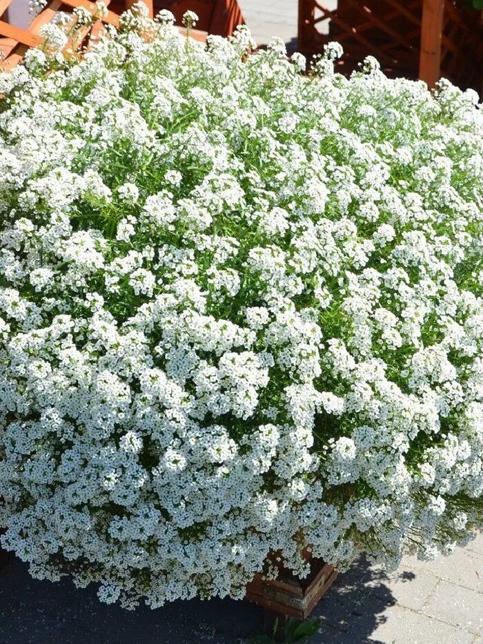 Как ухаживать за алиссумом