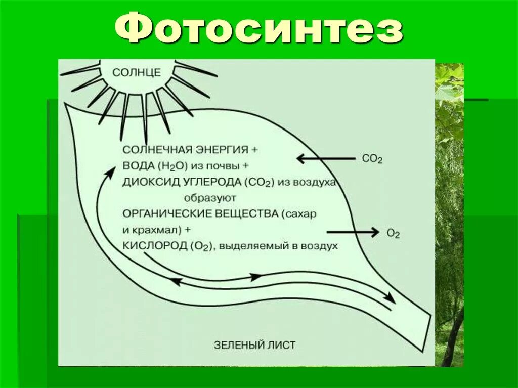 Рисунок фотосинтеза. Фотосинтез. Модель фотосинтеза. Строение фотосинтеза. Вода в фотосинтезе.