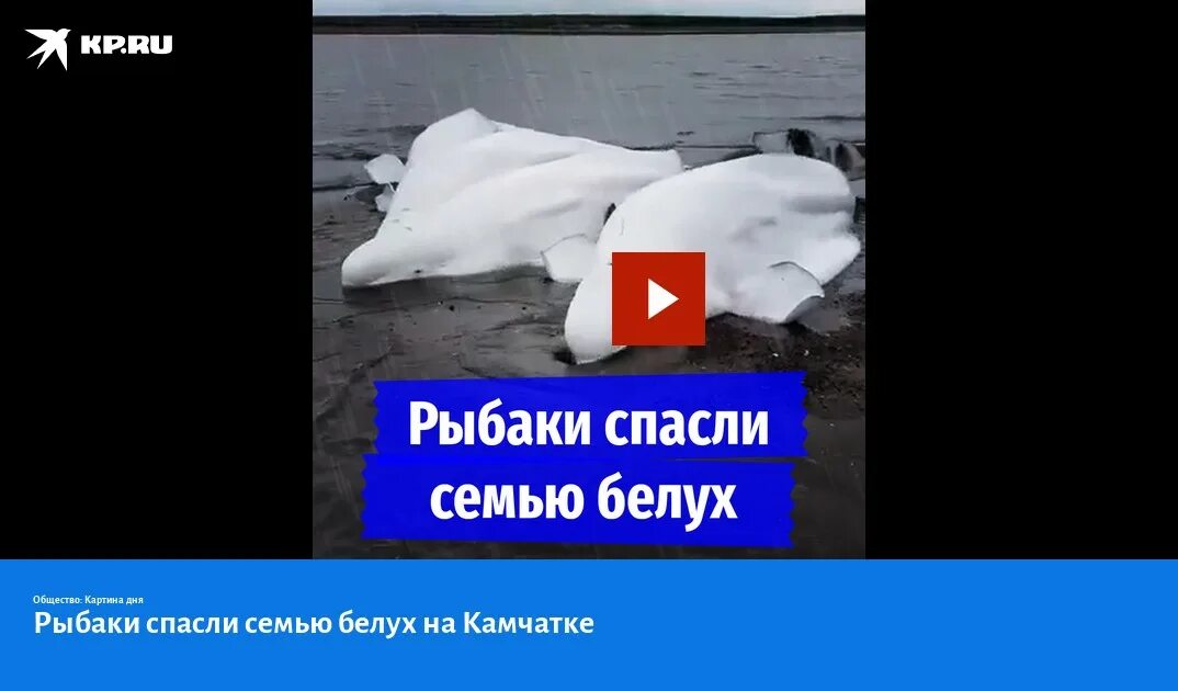 Спасение белух. Рыбаки спасли семью белух. белухи камчатка. операция белуха, спасение китов. ледокол спасает белух.