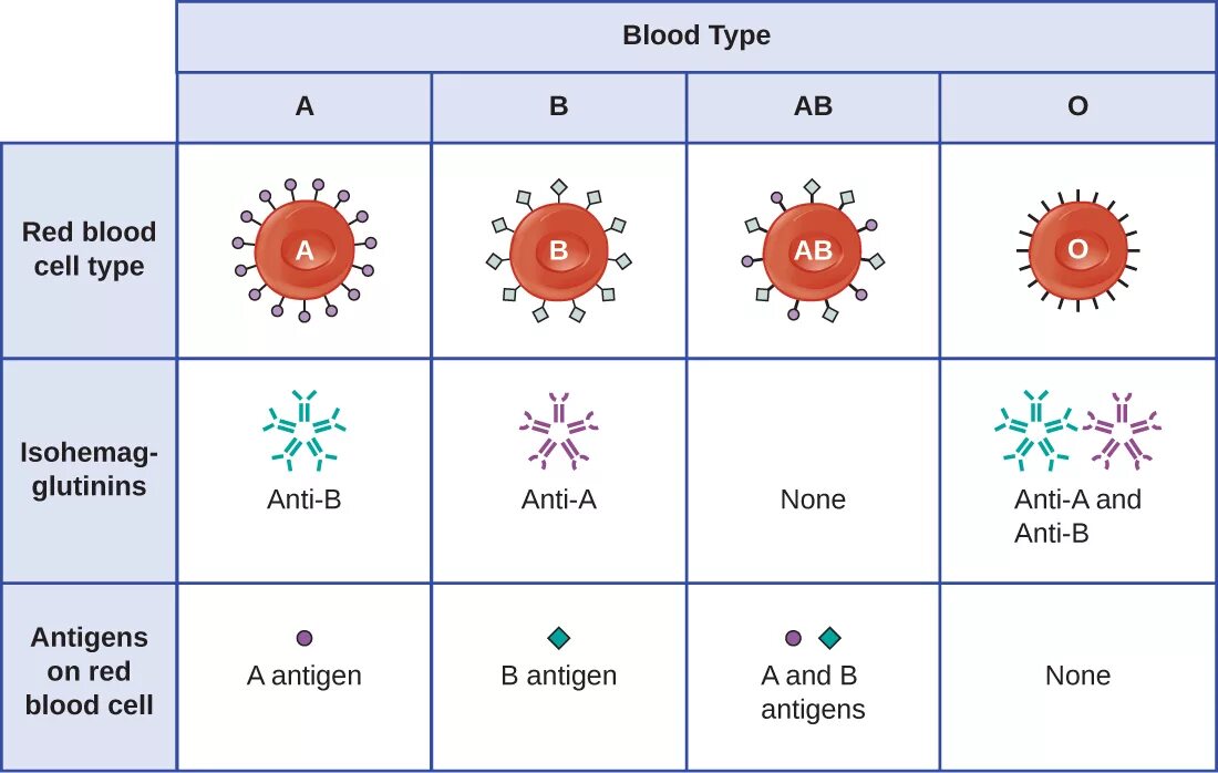 4 blood type. Blood type table. 4 blood type. Blood type 0. Blood types.
