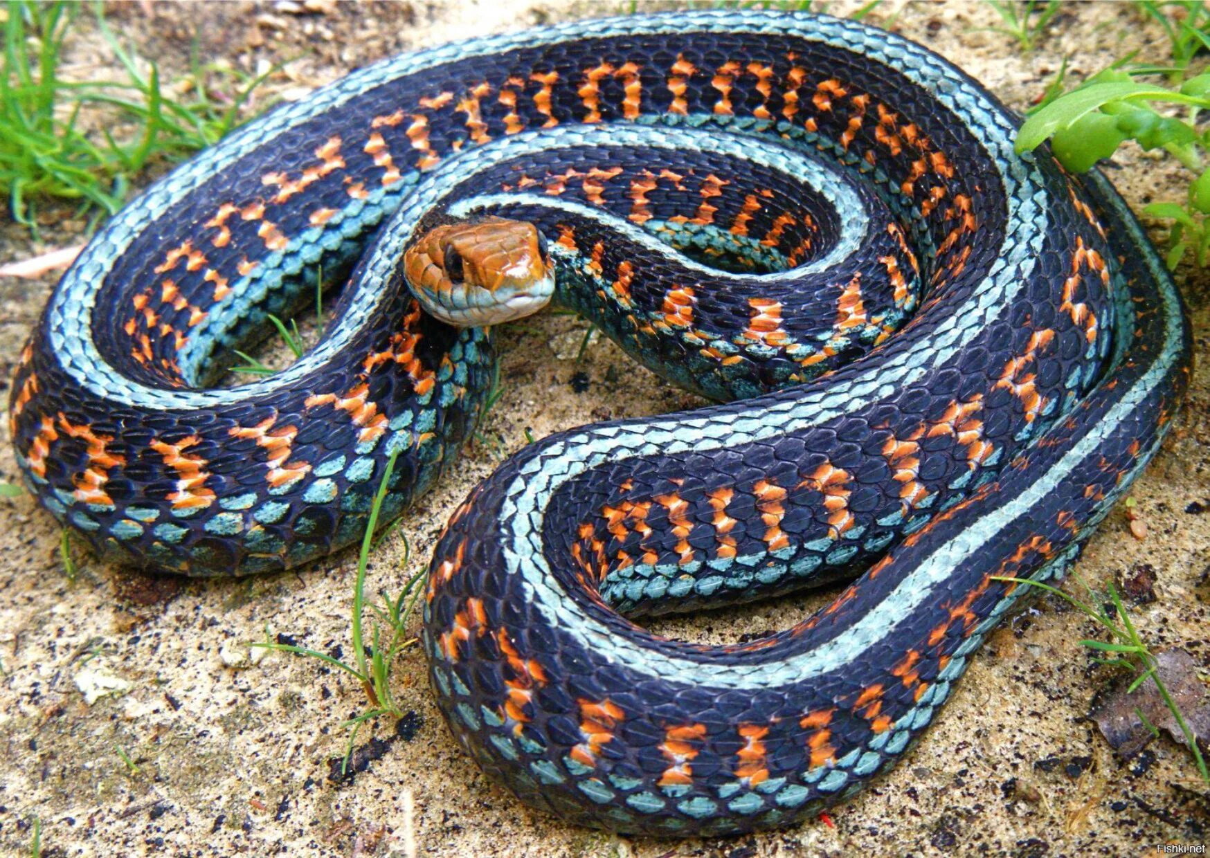 Подвязочная змея (Thamnophis sirtalis). Калифорнийская Краснобокая подвязочная змея. Thamnophis sirtalis infernalis. Королевская ошейниковая змея. Очень красивая уж