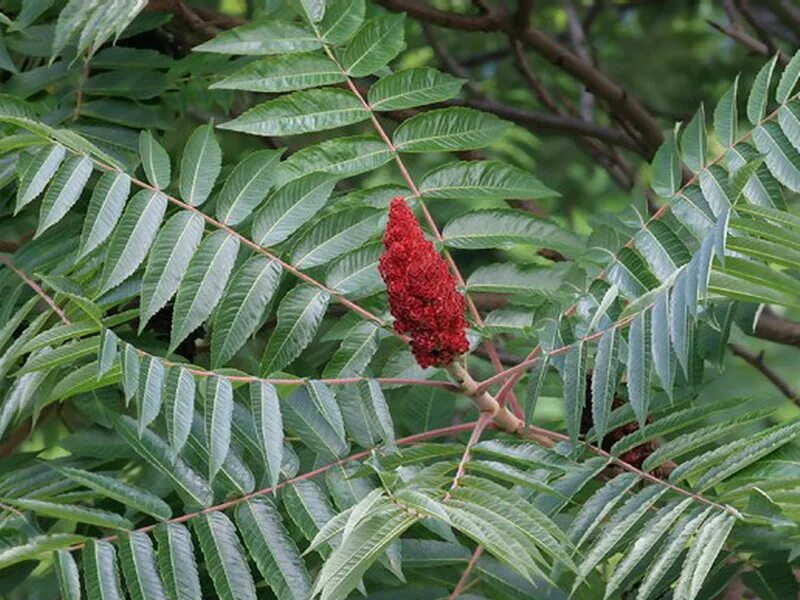 Сумах оленерогий Rhus typhina. Сумах дубильный (Rhus coriaria. Сумах оленерогий уксусное дерево. Сумах пушистый оленерогий уксусное дерево.