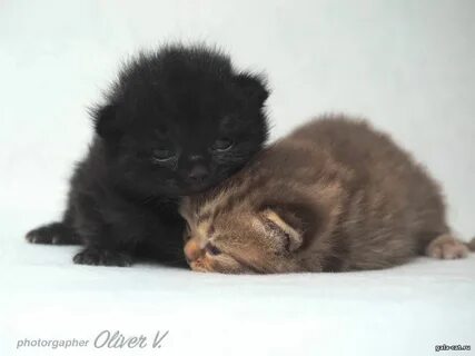 Вислоухие котята 2 недели