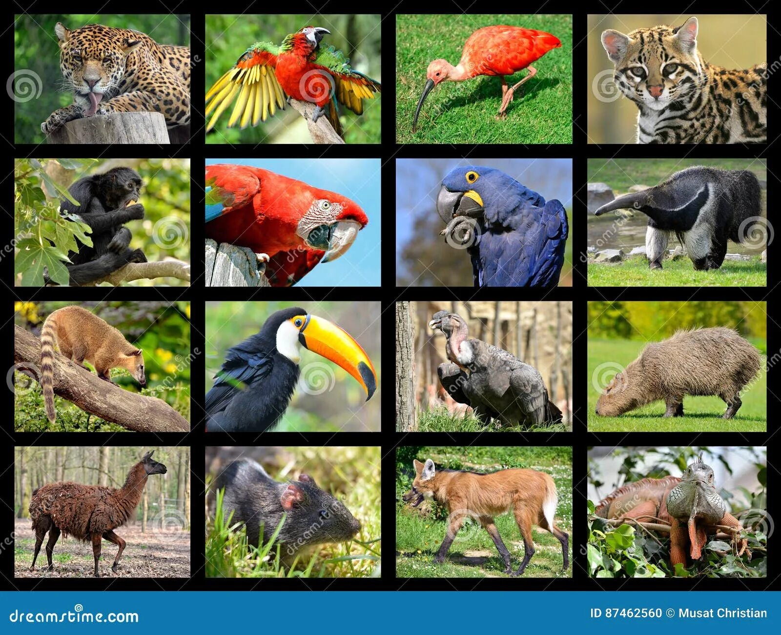 Южная америка какие животные обитают 4 класс. Животный мир Южной Америки. Жтвотные Южной Америке. Животные Южной Америки с названиями. Животные и растительность Южной Америки.