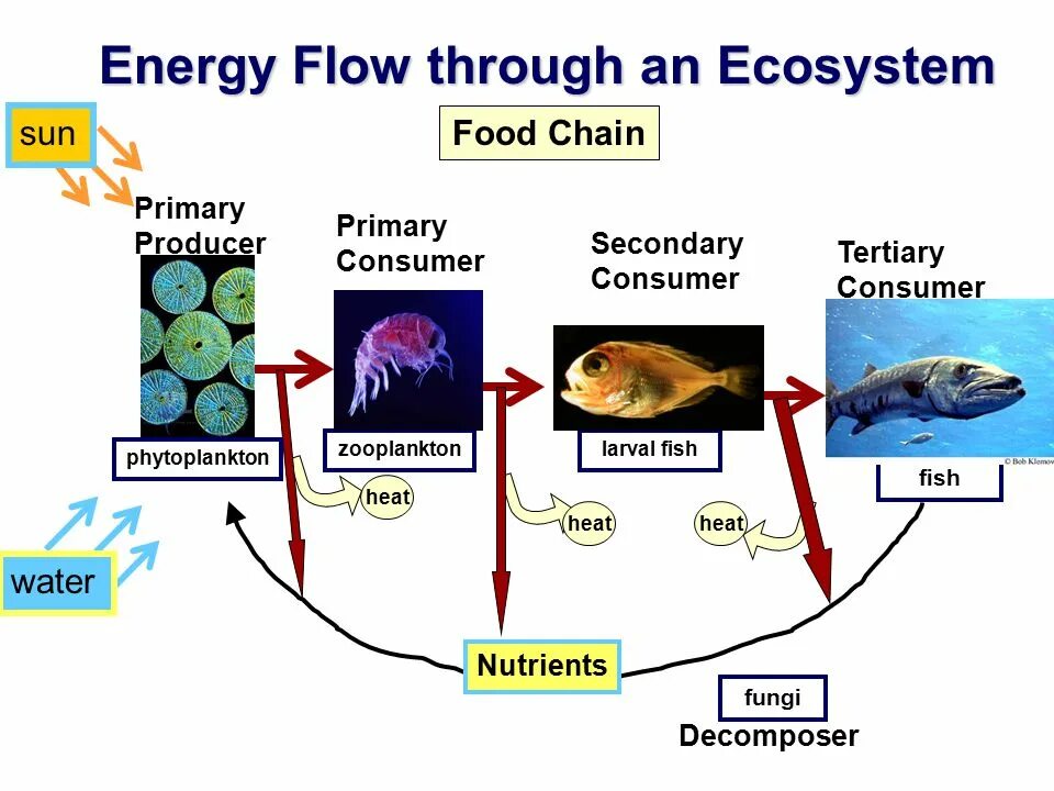 Flow through. Фитопланктон пищевая цепь. фитопланктон зоопланктон пищевая цепь. фитопланктон цепь питания. ecosystem energy flow.