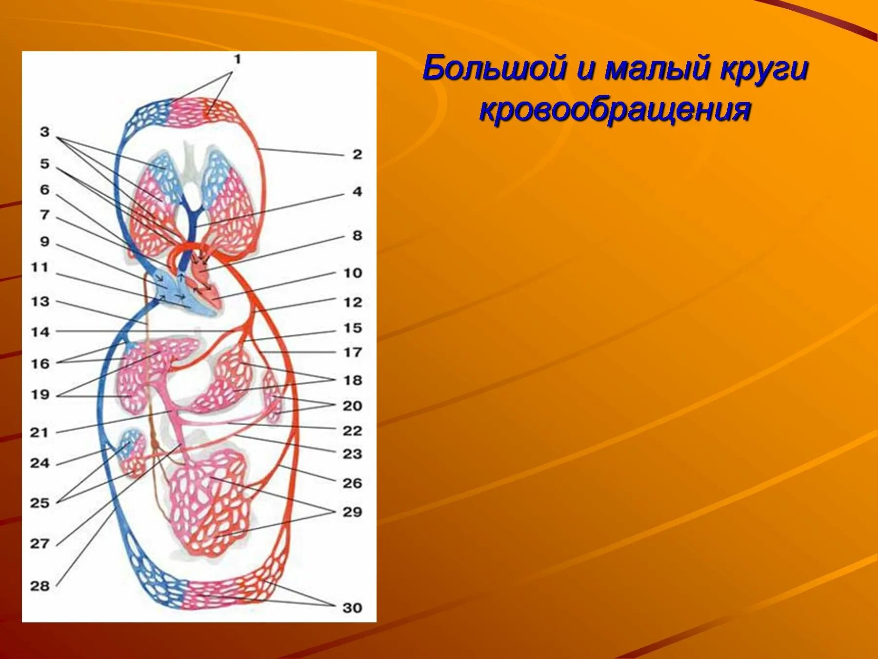 Какой камере сердца начинается большой круг кровообращения. Большой и малый круг кровообр. Малый круг кровообращения. Большой и малый круг кровообращения. Большой круг кровообращения.