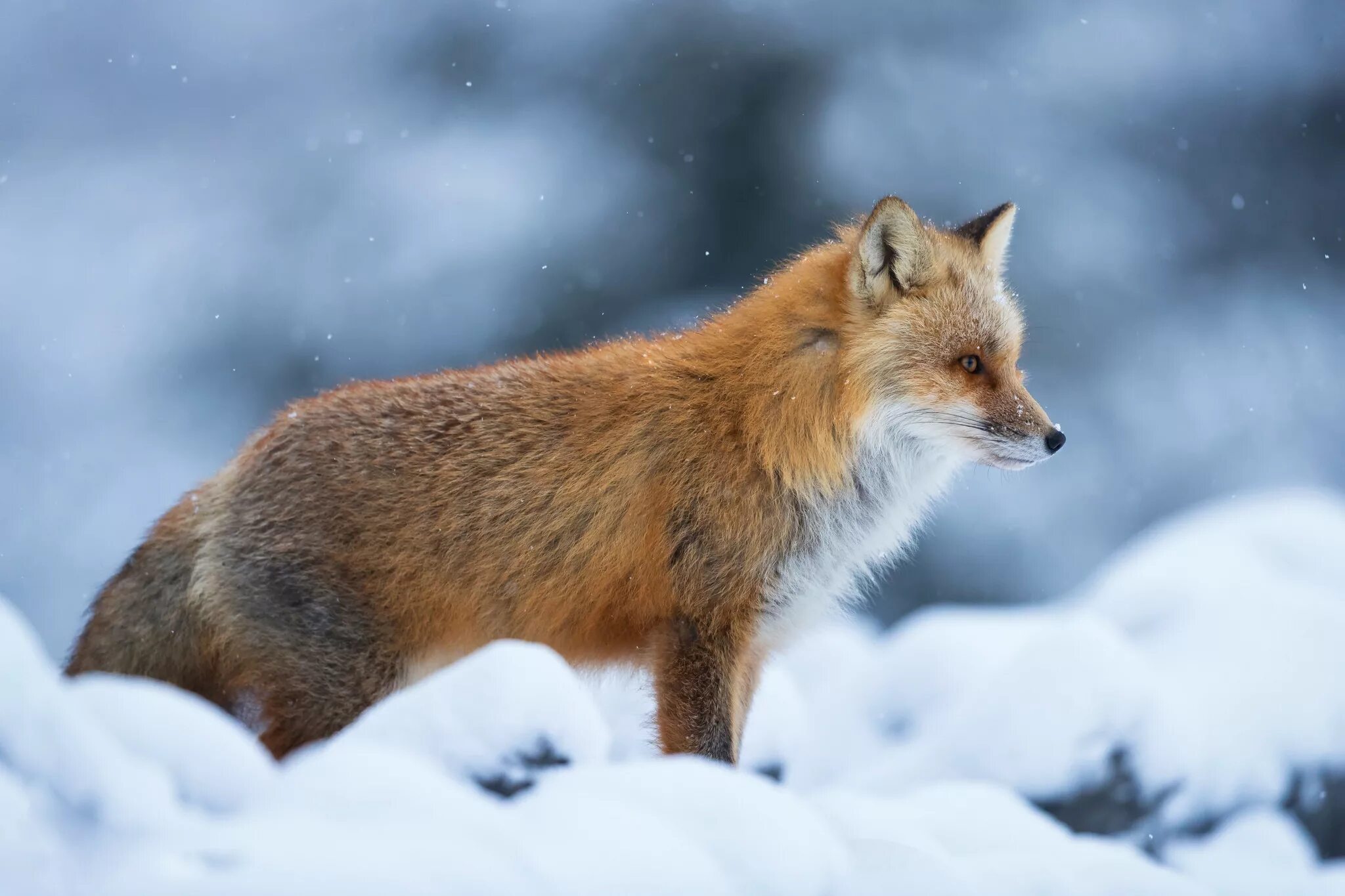 Сибирская лиса. Лисица обыкновенная уральская. Животные меняющие окраску зимой. Лиса меняет окраску зимой и летом. Лиса меняет окраску зимой и летом.