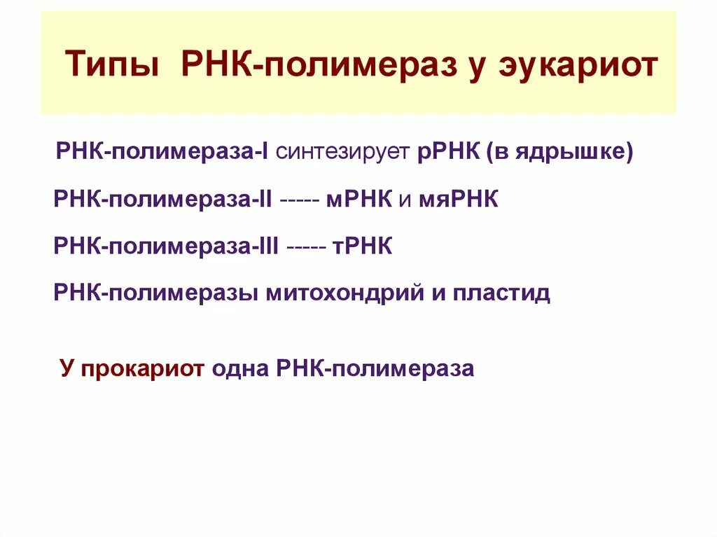 Участие рнк полимеразы